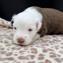 Boy 5 - Red tri male Miniature Australian Shepherd puppy in Arcadia, Indiana from Sunset Cowgirl Mini Aussies