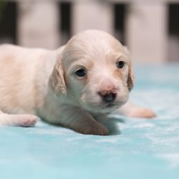 Olivia - Cream female Dachshund puppy in Barnesville, Pennsylvania from Dachsy