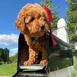 Female 1 - Red  female Poodle puppy in Bettendorf, Iowa from Red Door Poodles