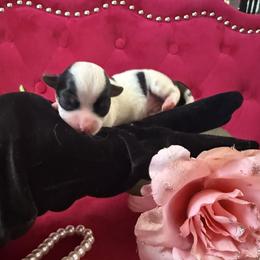 Bentley - Black & tan tri-color male Morkie puppy in Pennsauken, New Jersey from Noir Luxe Litters of NJ