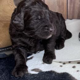 Garth Brooks - Chocolate male Labradoodle puppy in Kingston, Georgia from CC Familydoodles