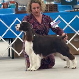 Barron - English Springer Spaniel