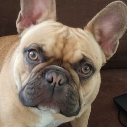 Lola  - French Bulldog