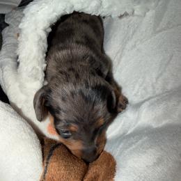 Girl 1 - Dapple female Dachshund puppy in Gastonia, North Carolina from Lanier’s Little Weenies