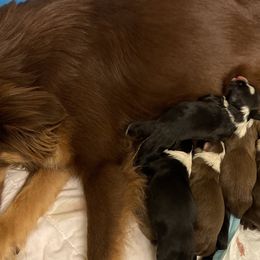 Miniature Australian Shepherd Puppies from M & M Mini Aussies