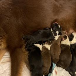 Miniature Australian Shepherd Puppies from M & M Mini Aussies