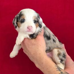 Luna - Blue merle female Bernedoodle puppy in Milton, Florida from Sutton Place Doodles