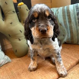 Clay - Liver white and tan English Springer Spaniel puppy in Park Rapids, Minnesota from Lakeside Summit Springers