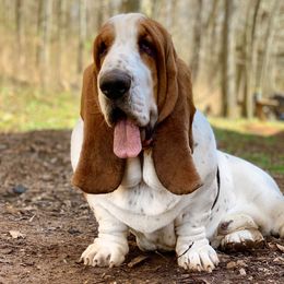 Otis - Basset Hound