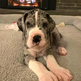 Merle Mantle - Mantle merle male Great Dane puppy in Northeast, Pennsylvania from Bluestone Valley Great Danes