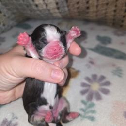 Joy - Liver and white female Shih Tzu puppy in Wakeman, Ohio from Gemstone Puppies