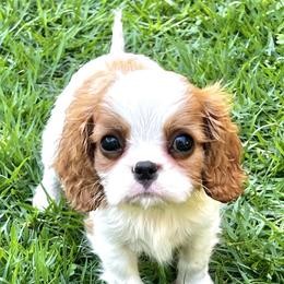 Bobby - Blenheim male Cavalier King Charles Spaniel puppy in Diberville, Mississippi from Sophie’s AKC Cavaliers