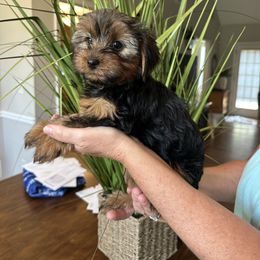 Girl 3 - Black and tan female Yorkshire Terrier puppy in Loganville, Georgia from The Doggy Empire
