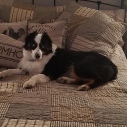 GUS - Australian Shepherd