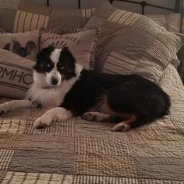GUS - Australian Shepherd