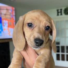 Storm - Dapple female Dachshund puppy in Mc Donough, Georgia from L & J Kennel