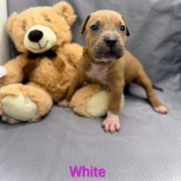 White Collar Female - Blue fawn female American Pit Bull Terrier puppy in Pensacola, Florida from Alpha Alliance Kennels