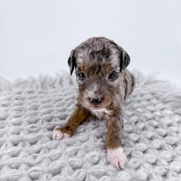 Mittens - Merle female Goldendoodle puppy in Jamestown, Kentucky from Milk & Honey Doodles
