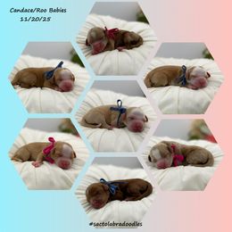 Boy 1 - Caramel male Australian Labradoodle puppy in Elk Grove, California from Sacto Labradoodles