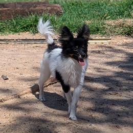 Small solid face boy - White black and tan male Papillon puppy in Joshua, Texas from Summertime Kennels