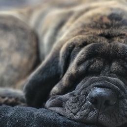 Mastiffs from M.C.'s Mastiffs