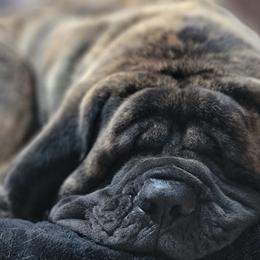 Mastiffs from M.C.'s Mastiffs