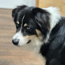 Bailey - Australian Shepherd