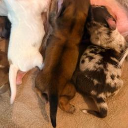 Eowen - Red female Dachshund puppy in Nampa, Idaho from 208 Wiener Wiggle Butts LLC
