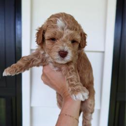 Glory - female Cavapoochon puppy in Morris, Pennsylvania from Heartland Puppies