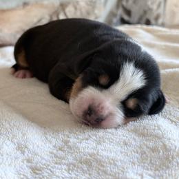 Black - Black, white and red male Greater Swiss Mountain Dog puppy in Everett, Pennsylvania from Sweet Stream Swissies