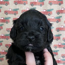 Havapoos and Poodles from Pepper Potts Puppies