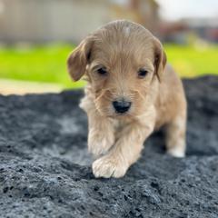 Virginia1 - female Golden Mountain Doodle puppy in Twin Falls, Idaho from Magic Valley Family Doodles