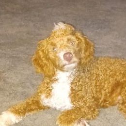 Poodles from The Poodle Patch
