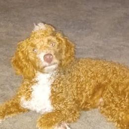 Poodles from The Poodle Patch