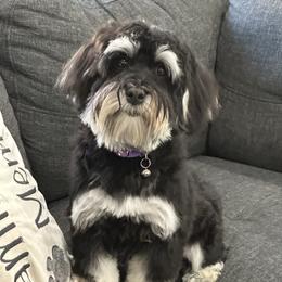 Cali - Havanese