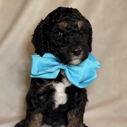 Cockapoo and Goldendoodle Puppies from Jax Doodles
