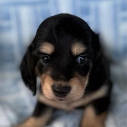 AKC Black and Tan Boy - Black and cream male Dachshund puppy in Sumrall, Mississippi from JP’s Dachshunds