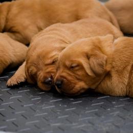Labrador Retriever Puppies from Mid-Columbia Labradors