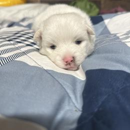 Will - White male Pomsky puppy in Oak Harbor, Washington from Island Pomskies
