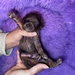 Adonis - Merle male Goldendoodle puppy in Austin, Texas from Doodles of Central Texas