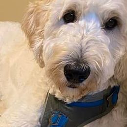Goldendoodles from Luna