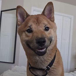 Lassiter - Shiba Inu