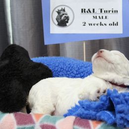 Lagotto Romagnolo Puppies from Royal and Loyal Lagotto Romagnolo