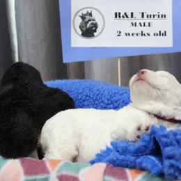 Lagotto Romagnolo Puppies from Royal and Loyal Lagotto Romagnolo