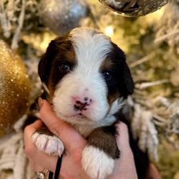 Black collar - Black rust and white male Bernese Mountain Dog puppy in Altura, Minnesota from Bluffside Berners