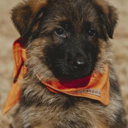German Shepherd Puppies from di Casa Ortiz German Shepherds