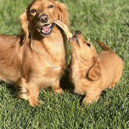 Dachshunds from Rockin’ Dachs Ranch