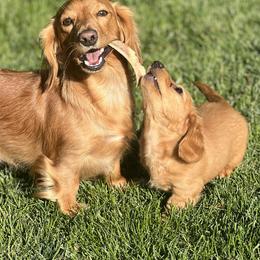 Dachshunds from Rockin’ Dachs Ranch