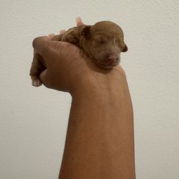 Cinnamon - Apricot female Poodle puppy in Deltona, Florida from Poodles by CNC