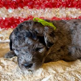 Rowlf- green boy - Blue merle male Aussiedoodle puppy in Midlothian, Texas from Gray Doodles